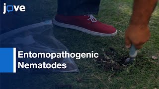 Entomopathogenic Nematodes Isolation  Protocol Preview [upl. by Brenton]