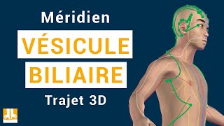 Méridien Vésicule Biliaire  Trajet 3D point par point [upl. by Dielu]