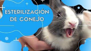 ESTERILIZACIÓN DE UN CONEJO 🐰  Veterinario animales Exóticos [upl. by Neomah]