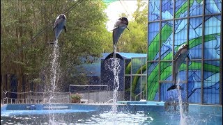 Azul at SeaWorld San Antonio  Full HD Show [upl. by Junji]