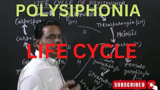 POLYSIPHONIA L3  LIFE CYCLE [upl. by Couhp449]