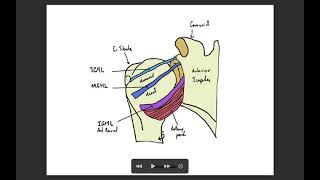 Glenohumeral  Shoulder Ligament Anatomy Review [upl. by Alayne575]