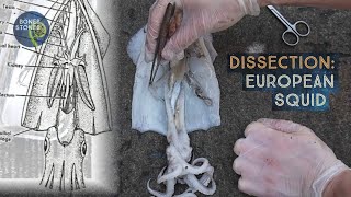 Dissection European Squid [upl. by Anigal]