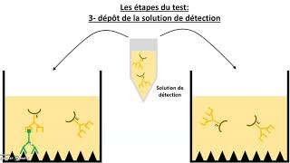 Le test immunologique ELISA [upl. by Schonfeld777]