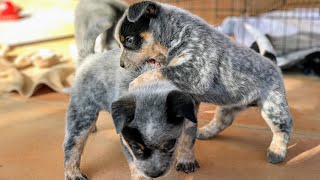 BLUE HEELER PUPPIES PLAYING Australian Cattle Dog Puppies [upl. by Karil]