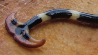 Hammerhead worm  unusual predatory terrestrial flatworm [upl. by Odessa]