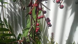 Bamboo Palm  Chamaedorea seifrizii Fruit cultivation growth habits  Bromeliad TIPS [upl. by Veradi]