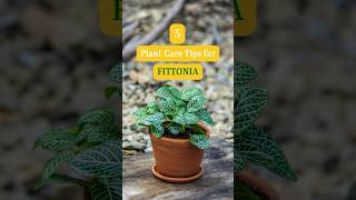 How to Plant Care for Fittonia  Fittonia Plant care Tips  Easy Growing Tips for Fittonia Plant [upl. by Lorin]