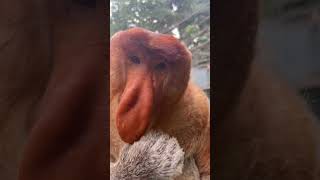 Nakula the proboscis monkey looks cute eating podcasts Changlong Proboscis Monkey Come to Changlon [upl. by Kathlene]