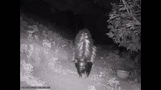 Surprised Skunk Tails up Caught between camera and coyotes La Habra Heights Backyard Trail Camera [upl. by Saundra615]