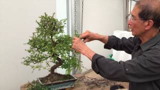 How to Prune a Chinese Elm Bonsai Tree EASY  Peter Chan [upl. by Duquette984]