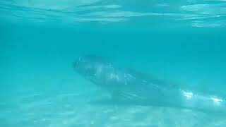 The giant oarfish Regalecus glesne is a species of oarfish of the family Regalecidae [upl. by Boak]