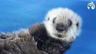 Cutest Sea Otter Pup  Meet Hardy  Vancouver Aquarium [upl. by Aznecniv]