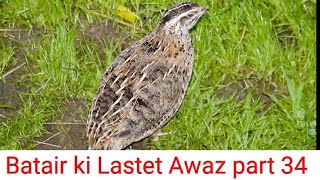 Batair ki Awaz Batair ki Laster Awaz Batair ki Awaz BatairBater Voice Part 34 [upl. by Eelrak92]