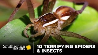 10 Terrifying Spiders amp Insects 🕷 Smithsonian Channel [upl. by Hanson345]