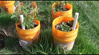 DIY Planter in 5 Gallon Buckets [upl. by Hgielrak]