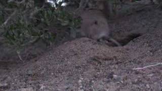 Scientists Wowed By Hopping Jerboa [upl. by Nelleyram]