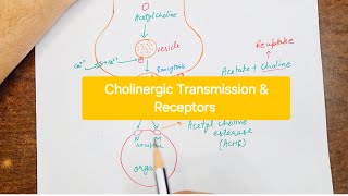 Cholinergic Transmission  Cholinergic receptors [upl. by Anna-Maria]