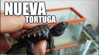 nueva tortuga [upl. by Smitty]