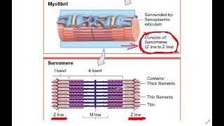 Sarkomer  The Sarcomere [upl. by Rutter452]