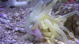 Anemone eating [upl. by Luke]