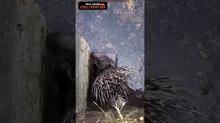 கிணற்றில் விழுந்த முள்ளம் பன்றி 🦔🦔🦔🦔 Rescue hedgehog 😱😱😱😱 [upl. by Tiernan]