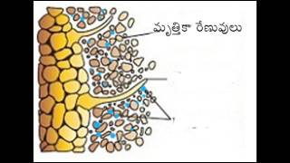 లెగూమ్ మొక్కలలో వేరు బుడిపేలు ఏర్పడుట  Root nodule formation in Legume plants  Botany lesson [upl. by Gnouh]