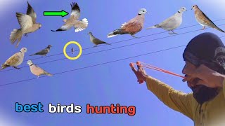 best birds hunting with slingshot [upl. by Akinar675]