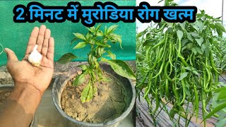 2 मिनट में मिर्च के पौधे का कीड़ा और मुरोड़िया leaf curl virus रोग बाहर निकालने का अचूक घरेलु उपय [upl. by Sset972]