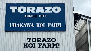 TORAZO KOI FARM 2022 [upl. by Enelyam]