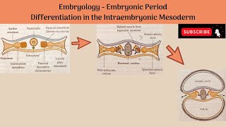 Differentiation of Intraembryonic Mesoderm  Paraxial Mesoderm Intermediate Mesoderm Lateral Plate [upl. by Enimrej]