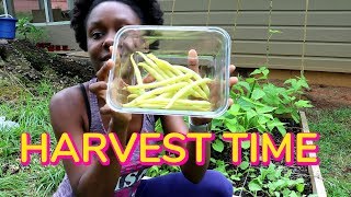 HARVESTING BEANS FROM MY GARDEN YELLOW WAX BEANS [upl. by Eanom374]