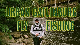 Urban Gatlinburg Fly Fishing for Trout  Little Pigeon River [upl. by Gnap857]