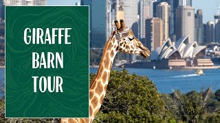 Inside a Giraffes Bedroom with Keeper Jimmy at Taronga Zoo [upl. by Haletta]