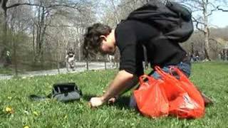 Eating Dandelions in Central Park [upl. by Naras]