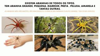 Curiosidades sobre aranhas para educação infantil [upl. by Delmore]