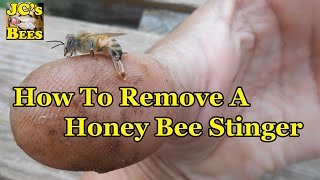 How To Properly Remove A Honeybee Stinger Watch before your Stung Again [upl. by Ahsikat]