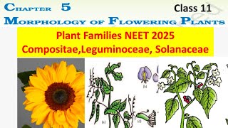 Morphology of flowering plants class 11 NEW PLANT FAMILIES NEET  NCERT  State board [upl. by Cesaria867]