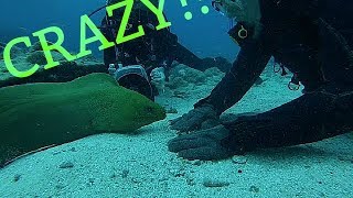 PlayingFeeding a GIANT Moray Eel [upl. by Yllier]