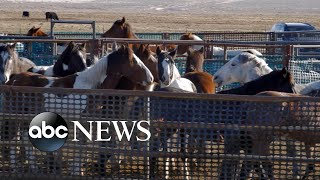 Wild horses rounded up by helicopter in program sparking controversy [upl. by Ahtar]