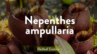 Nepenthes ampullaria [upl. by Marja]