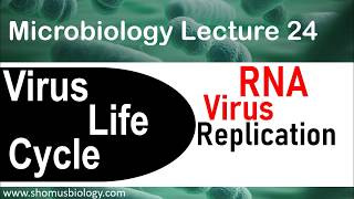 Virus life cycle  RNA virus replication [upl. by Ttiwed884]