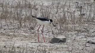 Blacknecked Stilt feeding near Roberts Lake [upl. by Bloomer]