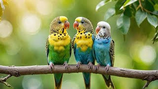 Do Budgies really talk to each other Lets decode the chatter of my budgies [upl. by Latsryc]