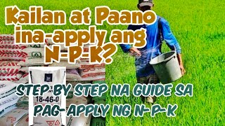 A StepbyStep Guide for Applying NPK in RiceWhen and How to Apply NPK [upl. by Gavin]