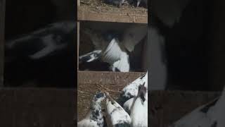 Pigeon fight video high mian sakhi world [upl. by Kenneth]