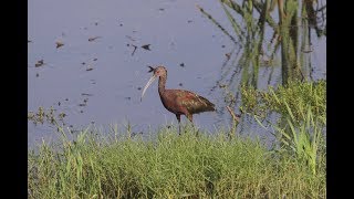 Whitefaced Ibis at Betty Nagamine Bliss Overlook Hawaiʻi [upl. by Pironi906]