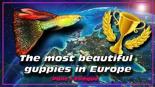 The Most beautiful guppies fish in Europe Guppy fish ✔ [upl. by Ranna]