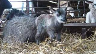 Lambing 2010  Rhanich Farm Scotland [upl. by Nahgem452]