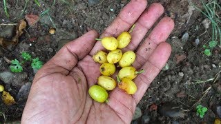 Growing Neem Tree from Seeds Complete Process [upl. by Aratal808]